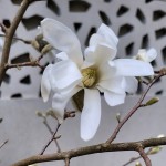 Magnolia-päiväkirjasta